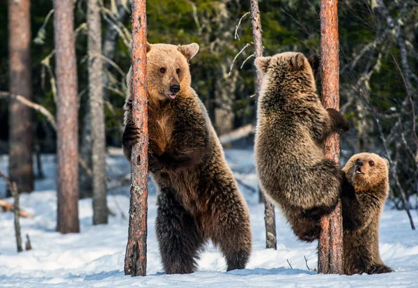 Καφέ Αρκούδες Στέκονται Στα Πίσω Πόδια Και Αρκούδες Σκαρφαλώνουν Ένα — Φωτογραφία Αρχείου