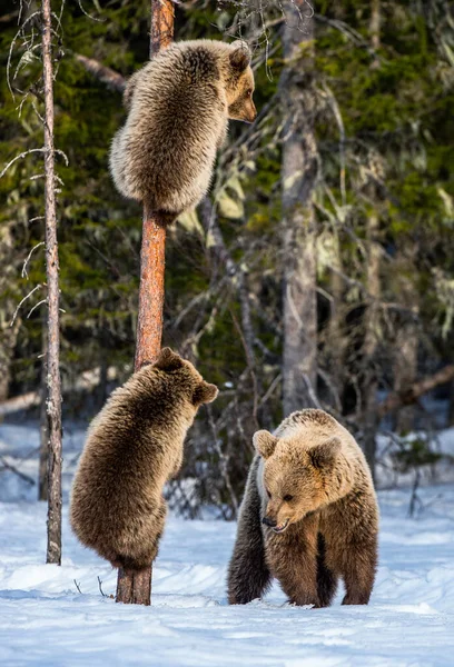 熊宝宝爬上松树 她和熊宝宝在冬天的森林里 布朗熊 Ursus Arctos Arctos 自然生境 — 图库照片