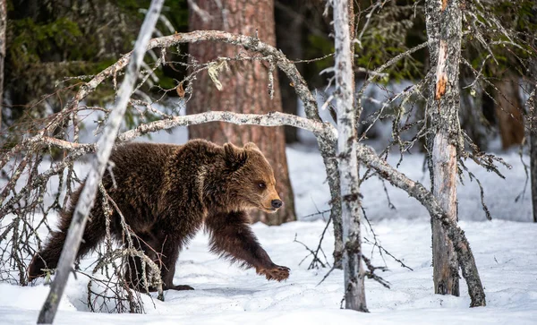 Bear Cub Walking Snow Winter Forest Natural Habitat Brown Bear — Stock Fotó