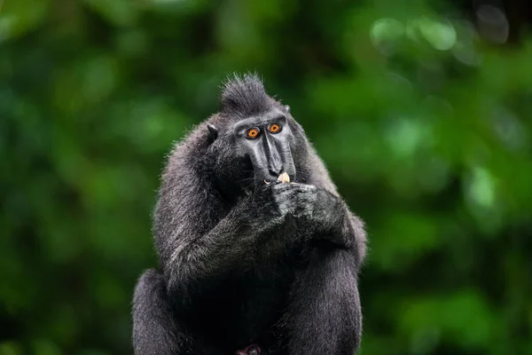 Celebes Crested Macaque Fruit Green Natural Background Crested Black Macaque — Stock Photo, Image