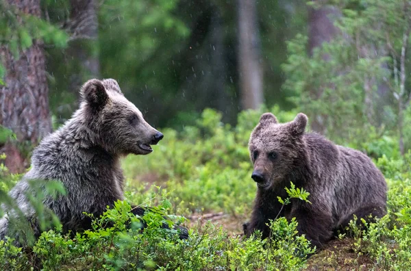 Cubs Van Bruine Beer Het Zomerbos Natuurlijke Habitat Wetenschappelijke Naam — Stockfoto