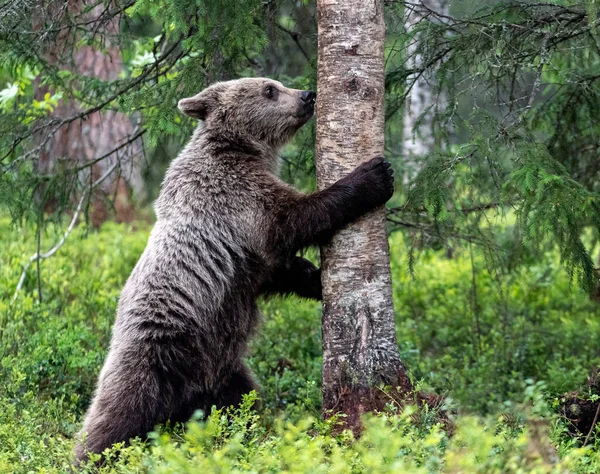 棕熊幼崽站在一棵树旁的后腿上 Ursus Arctos 自然栖息地夏季 — 图库照片