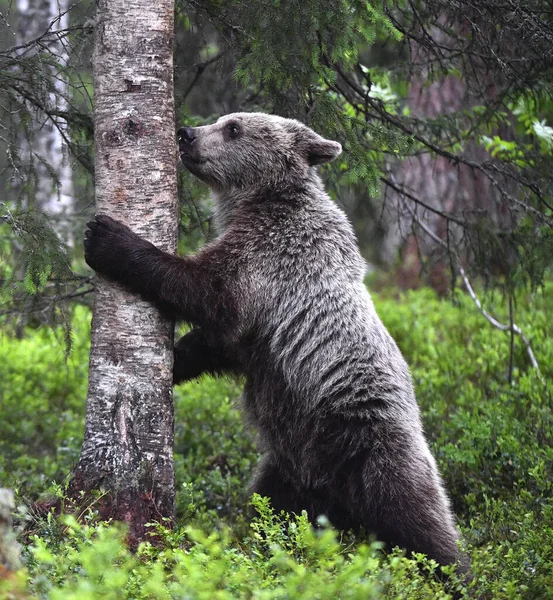 새끼는 뒷다리 과학적 Ursus Arctos 서식지 — 스톡 사진