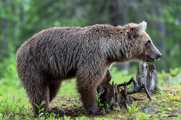 Medvěd Hnědý Letním Lese Zblízka Portrét Zelené Přirozené Pozadí Vědecký — Stock fotografie