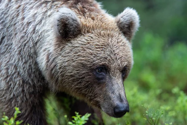 Brązowy Niedźwiedź Letnim Lesie Portret Bliska Zielone Naturalne Tło Nazwa — Zdjęcie stockowe