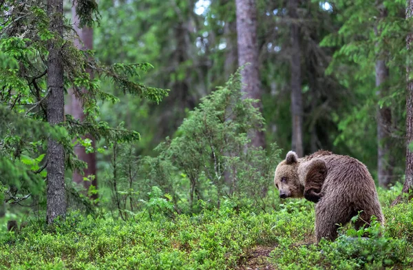 Urso Arranhou Urso Castanho Floresta Verão Floresta Verde Fundo Natural — Fotografia de Stock