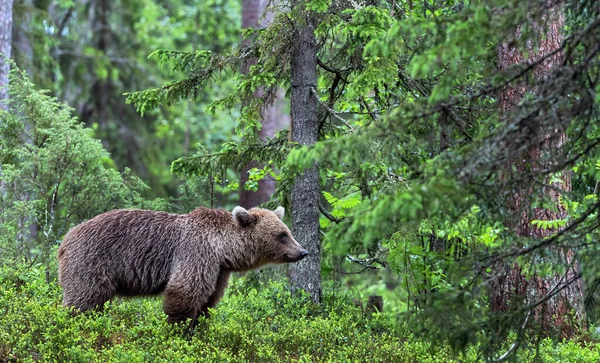 Urso Castanho Floresta Pinheiros Verão Nome Científico Ursus Arctos Habitat — Fotografia de Stock