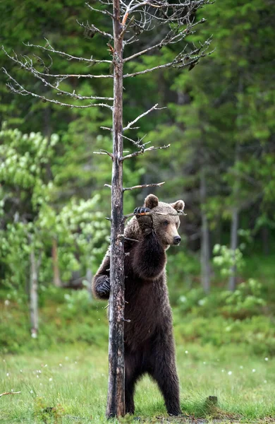 Brown Bear Stands Its Hind Legs Tree Scientific Name Ursus — Stock Photo, Image