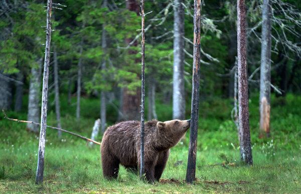 The bear sniffs a tree. Brown bear in the summer pine forest. Scientific name: Ursus arctos. Natural habitat. Summer season.