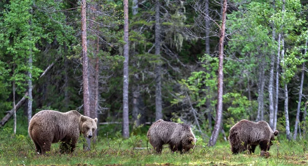 Bären Und Bärenjunge Sommerlichen Kiefernwald Sommerzeit Natürlicher Lebensraum Braunbär Wissenschaftlicher — Stockfoto