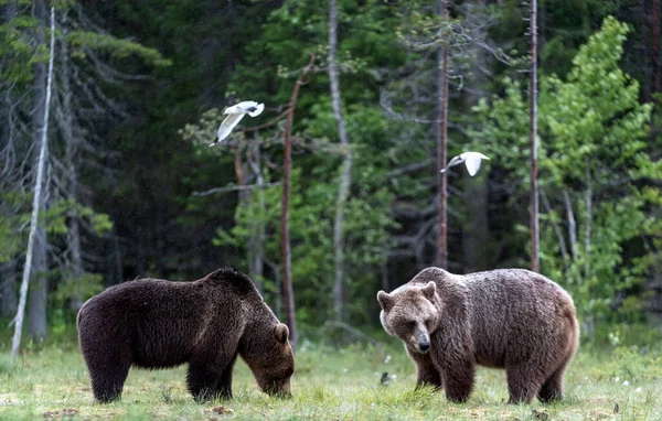 夏天森林里的沼泽地长满了褐色的熊 Ursus Arctos 自然生境 — 图库照片