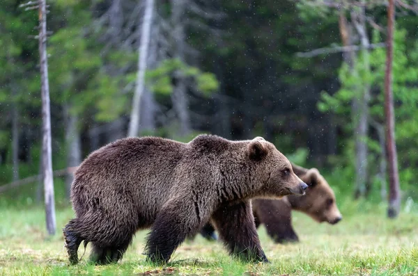 Osos Pardos Caminando Pantano Bosque Verano Nombre Científico Ursus Arctos —  Fotos de Stock
