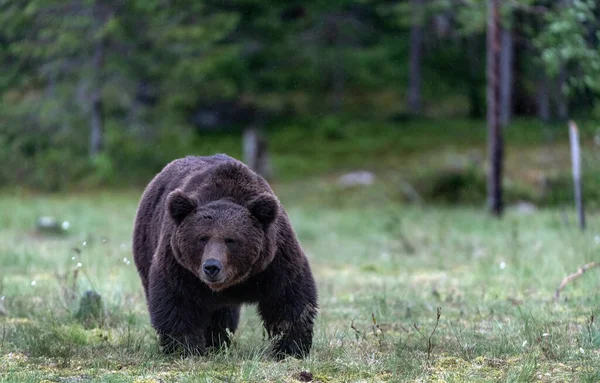 Дикий Дорослий Чоловічий Ведмідь Болоті Сосновому Лісі Передній Вид Наукова — стокове фото