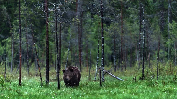 Wilder Ausgewachsener Braunbär Auf Dem Sumpf Kiefernwald Frontansicht Wissenschaftlicher Name — Stockfoto