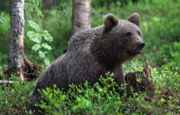 Close Urso Pardo Eurasiático Sentado Floresta Verão Nome Científico Ursus — Fotografia de Stock