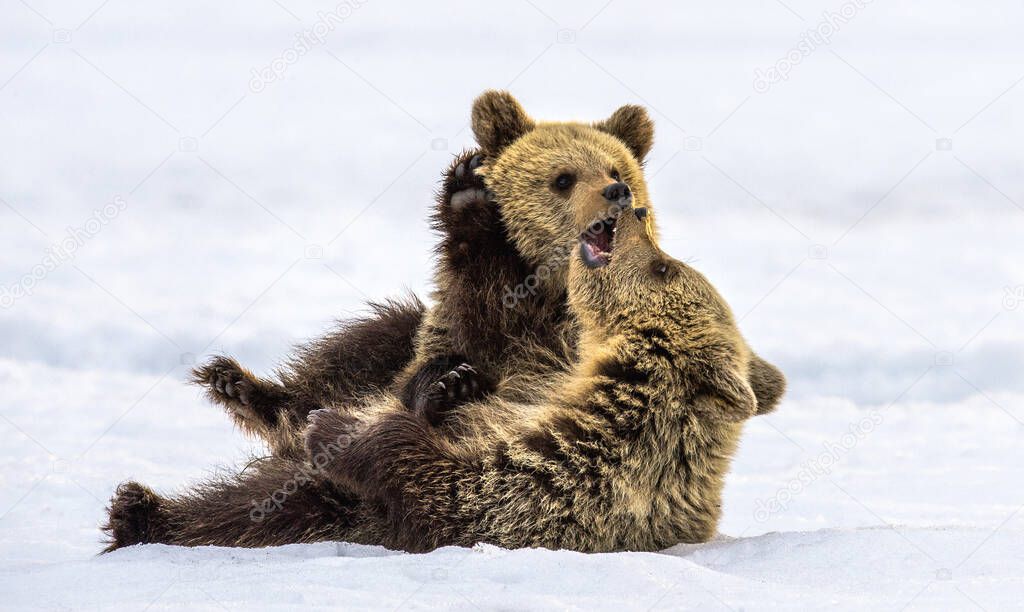 Bear Cubs are playing in the snow. Natural habitat. Brown bear, Scientific name: Ursus Arctos Arctos.