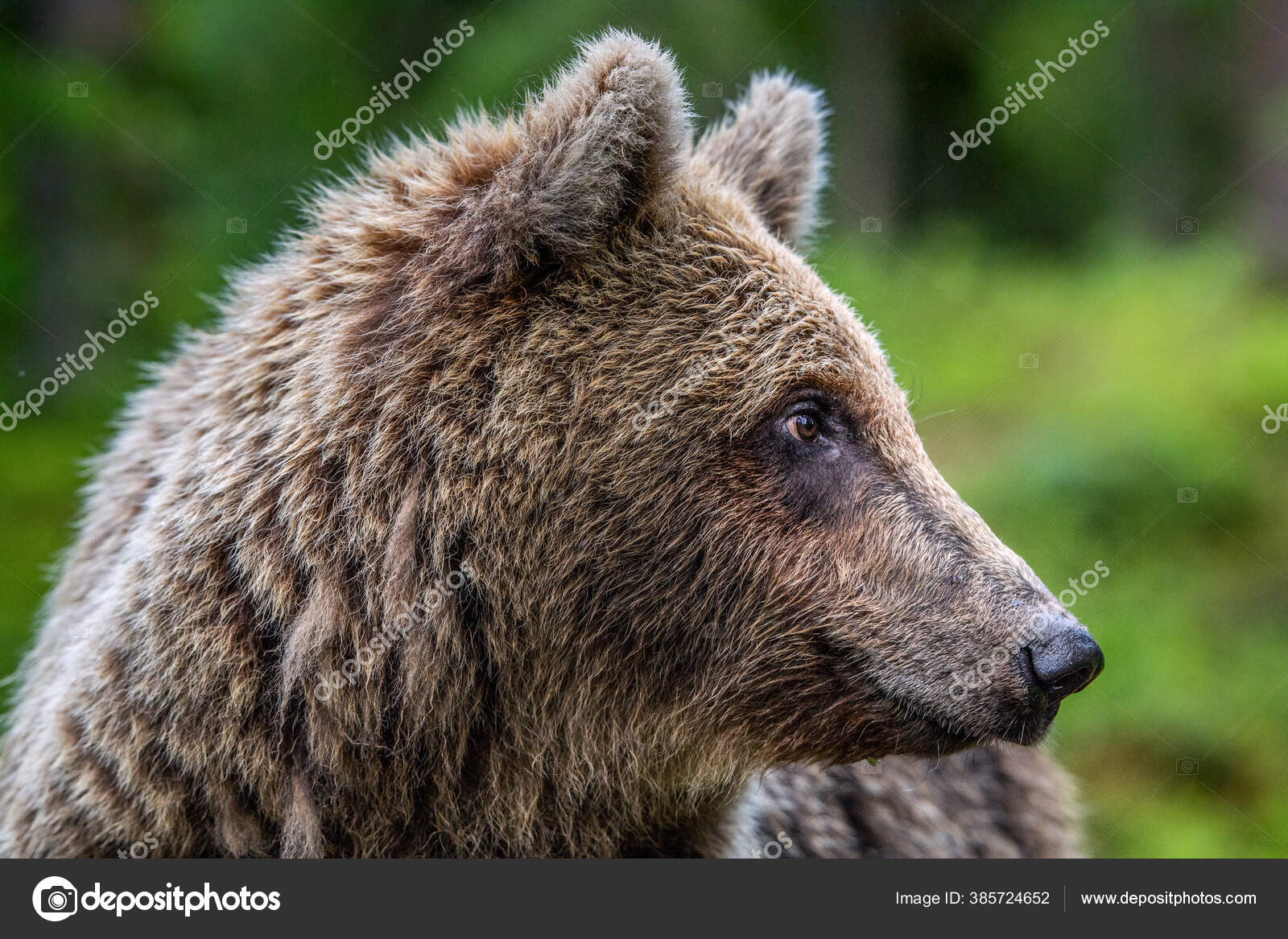 夏の森の中でクマ 肖像画 サイドビュー 緑の自然な背景を閉じます Ursus Arctos 自然生息地 ストック写真 C Surzet 夏の森の中でクマ 肖像画 サイドビュー 緑の自然な背景を閉じます Ursus Arctos 自然生息地 ストック写真 C Surzet