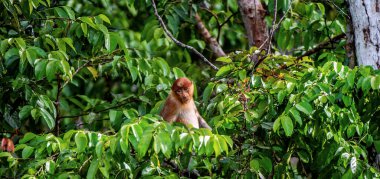 Borneo Adası 'ndaki vahşi yeşil yağmur ormanlarındaki bir ağaçtaki Proboscis Maymunu' nun dişisi. Hortumlu maymun (Nasalis larvatus) veya Endonezya 'da bekantan olarak bilinen uzun burunlu maymun.