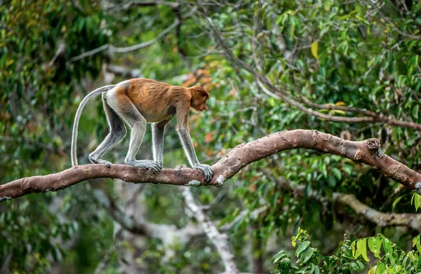 ボルネオ島の野生の緑の熱帯雨林の木の上のプロボシスモンキー インドネシアではベカンタン Bekantan として知られるプロボシス猿 Nasalis Larvatus または長鼻猿 — ストック写真
