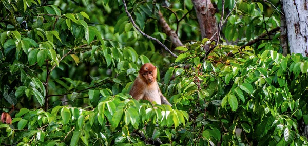 Samica Małpy Proboscis Drzewie Dzikim Zielonym Lesie Deszczowym Borneo Island — Zdjęcie stockowe