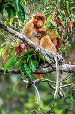 Hortumlu maymun yavrusu annesinin sütünü sağıyor. Dişi hortum maymunu, ağaçta yavrusuyla birlikte doğal bir yaşam alanında. Uzun burunlu maymun. Bilimsel adı, Nasalis larvatus. Borneo yağmur ormanları.