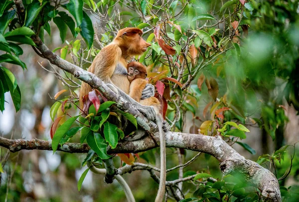 母親の母乳を搾乳するプロボシス猿の赤ちゃん 自然の生息地の木の上に赤ちゃんを持つ雌のプロボシス猿 鼻が長い猿 Nasalis Larvatus ボルネオの熱帯雨林 — ストック写真