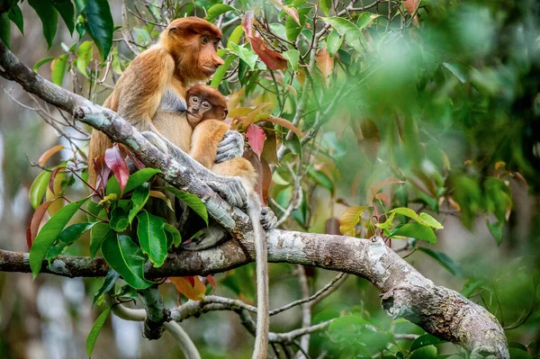 母親の母乳を搾乳するプロボシス猿の赤ちゃん 自然の生息地の木の上に赤ちゃんを持つ雌のプロボシス猿 鼻が長い猿 Nasalis Larvatus ボルネオの熱帯雨林 — ストック写真