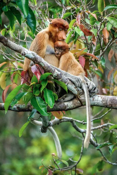 원숭이 새끼가 어미의 있습니다 서식지의 나무에 새끼를 원숭이입니다 원숭이 학명은 — 스톡 사진