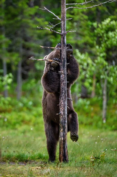 숲에서 나무에 오르는 곰입니다 과학적 Ursus Arctos 서식지 — 스톡 사진