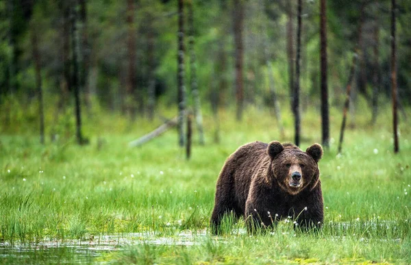 Дикий Взрослый Мужчина Бурого Медведя Болоте Сосновом Лесу Вид Спереди — стоковое фото