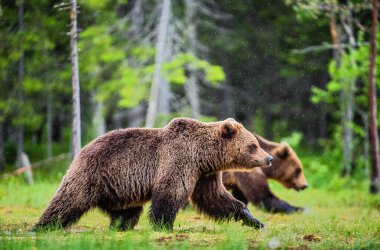 Yaz ormanlarında bataklıkta yürüyen kahverengi ayılar. Bilimsel adı Ursus Arctos. Doğal yaşam alanı.