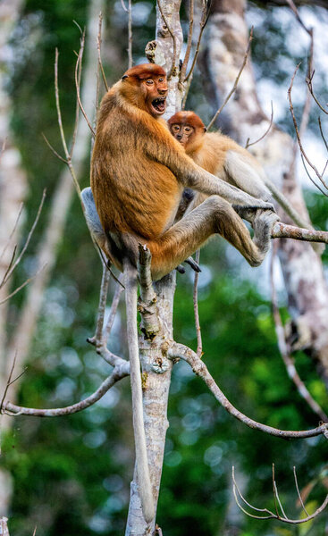 Proboscis monkey baby milking its mother's breast milk. Female proboscis monkey with a cub on the tree in a natural habitat. Long-nosed monkey. Scientific name: Nasalis larvatus. Rainforest of Borneo.