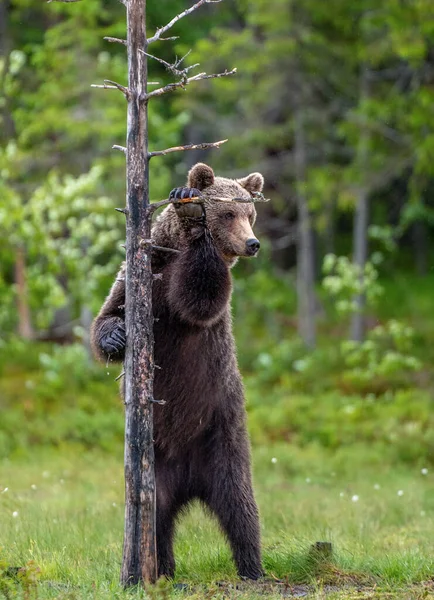 棕熊后腿站在一棵树旁 自然栖息地夏季 — 图库照片
