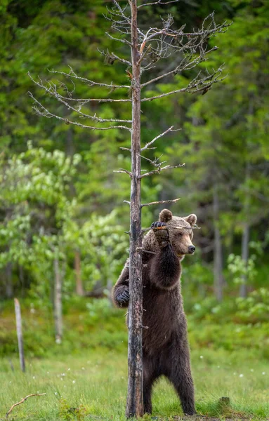 Brown Bear Stands Its Hind Legs Tree Natural Habitat Summer — Stock Photo, Image