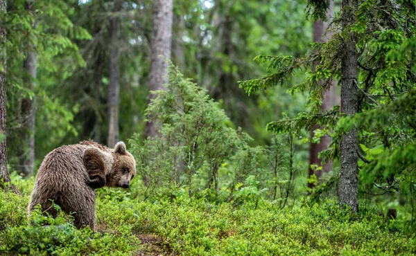 Αρκούδα Φαγουρίζει Καφέ Αρκούδα Στο Καλοκαιρινό Δάσος Πράσινο Δάσος Φυσικό — Φωτογραφία Αρχείου