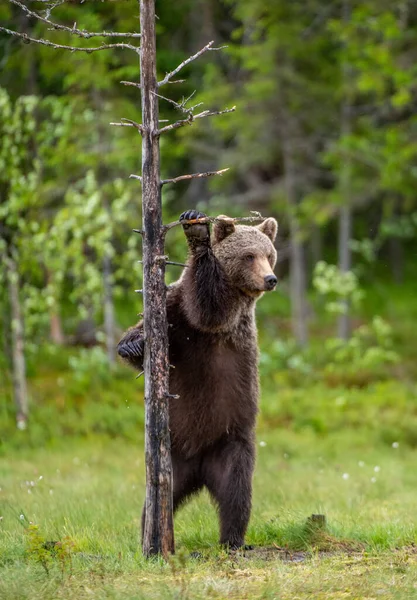 Oso Pardo Está Parado Sus Patas Traseras Junto Árbol Hábitat —  Fotos de Stock