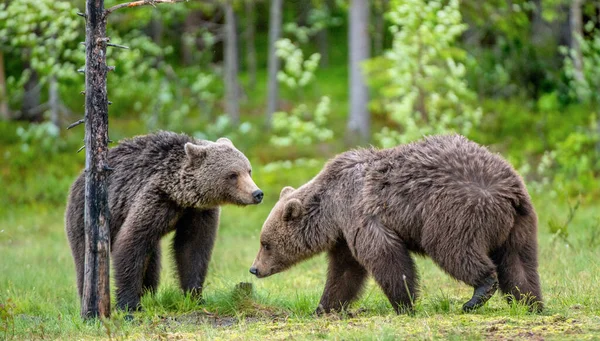 夏の森の沼には茶色のクマがいる Ursus Arctos 自然生息地 — ストック写真