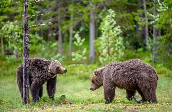夏天森林里的沼泽地长满了褐色的熊 Ursus Arctos 自然生境 — 图库照片