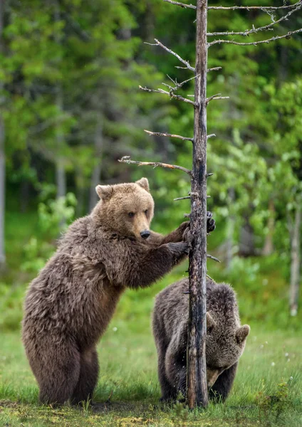 Bruine Beer Staat Zijn Achterpoten Bij Een Boom Natuurlijke Habitat — Stockfoto