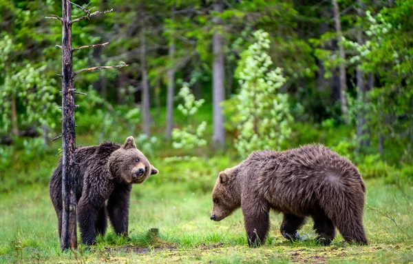 Barna Medvék Mocsárban Nyári Erdőben Tudományos Név Ursus Arctos Természetes — Stock Fotó