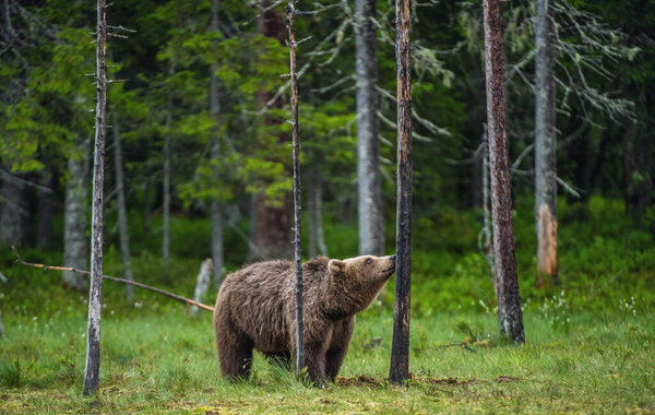 The bear sniffs a tree. Brown bear in the summer pine forest. Scientific name: Ursus arctos. Natural habitat. Summer season.