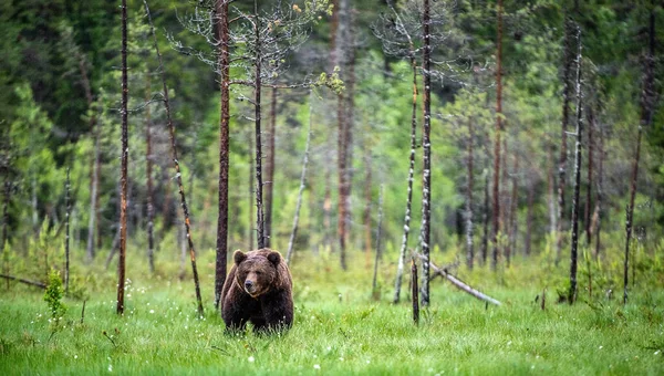 Дикий Взрослый Мужчина Бурого Медведя Болоте Сосновом Лесу Вид Спереди — стоковое фото
