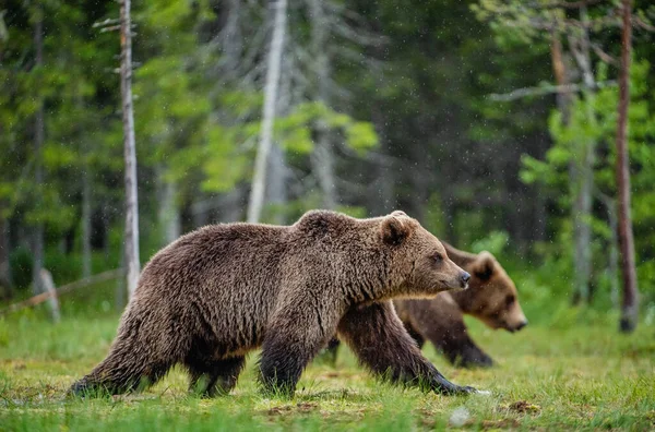 Braunbären Spazieren Sumpfgebiet Des Sommerwaldes Wissenschaftlicher Name Ursus Arctos Natürlicher — Stockfoto
