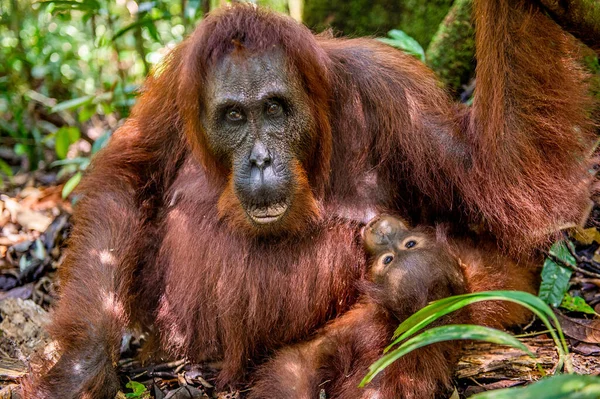 Matka Karmi Młode Pomarańczowe Dziecko Matka Naturalnym Środowisku Bornean Orangutan — Zdjęcie stockowe