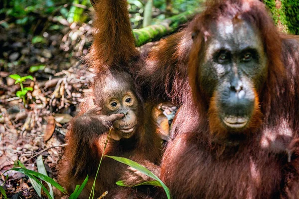 Bebé Madre Orangután Madre Cachorro Hábitat Natural Orangután Borneano Pongo — Foto de Stock