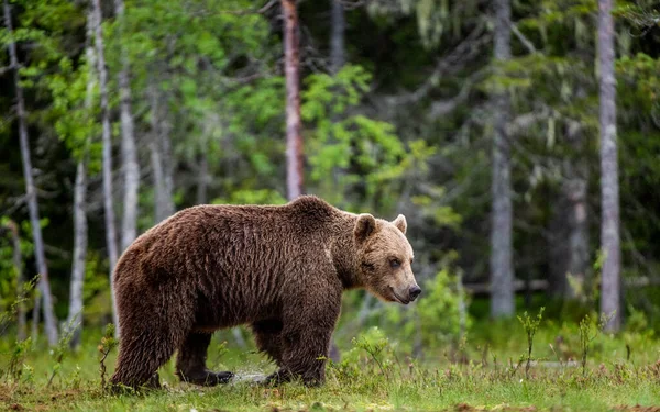 Cub Brown Bear Floresta Verão Retrato Perto Habitat Natural Nome — Fotografia de Stock