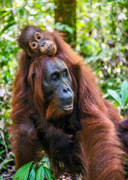 Yeşil Yağmur Ormanlarında Annenin Sırtında Bir Orangutan Yavrusu Doğal Yaşam — Stok fotoğraf