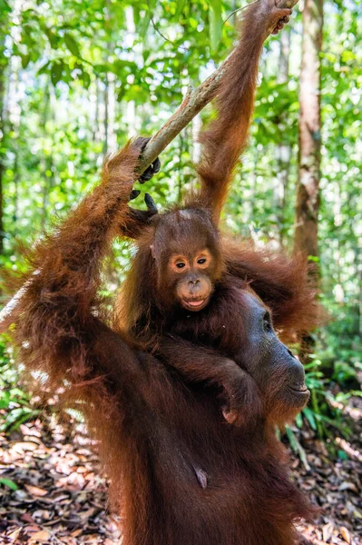 妈妈背上的小猩猩宝宝躺在绿色的热带雨林里 自然栖息地婆罗洲大猩猩 Pongo Pygmaeus Wurmbii 生活在野外 婆罗洲岛热带雨林 印度尼西亚 — 图库照片