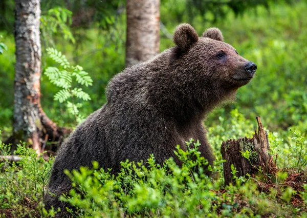 Cub Brown Bear Floresta Verão Retrato Perto Habitat Natural Nome — Fotografia de Stock