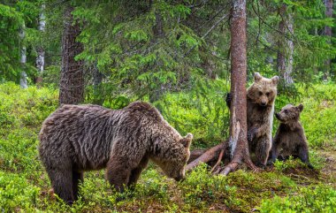 Yaz çam ormanında dişi ayı ve ayı yavruları. Yaz mevsimi, Doğal Habitat. Kahverengi ayı, bilimsel adı: Ursus arctos.